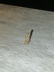 Psychidae