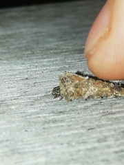 Psychidae
