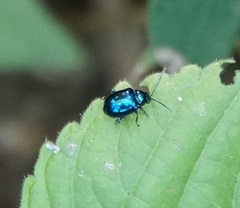 Syphrea