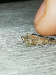 Psychidae