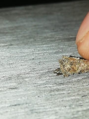 Psychidae