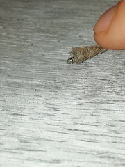 Psychidae