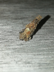 Psychidae