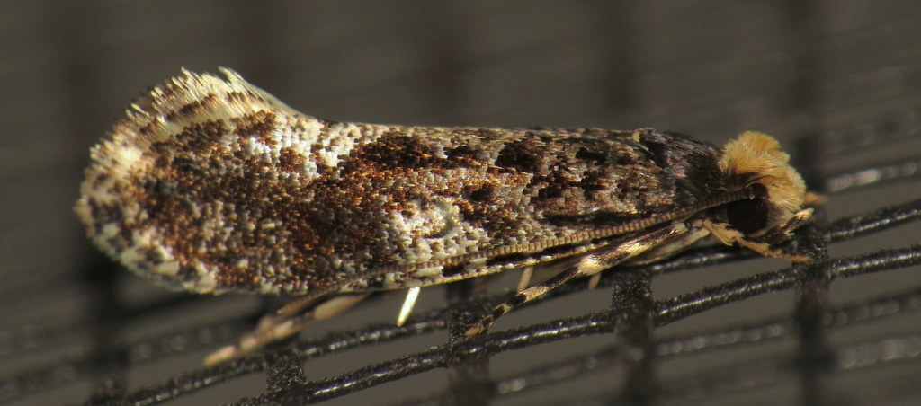 White-blotched Monopis Moth