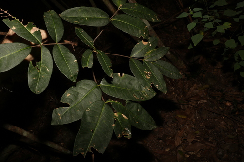 Image of Flindersia bennettii by (c) Greg Tasney, some rights reserved (CC BY-SA)