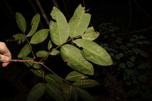 Image of Flindersia bennettii by (c) Greg Tasney, some rights reserved (CC BY-SA)