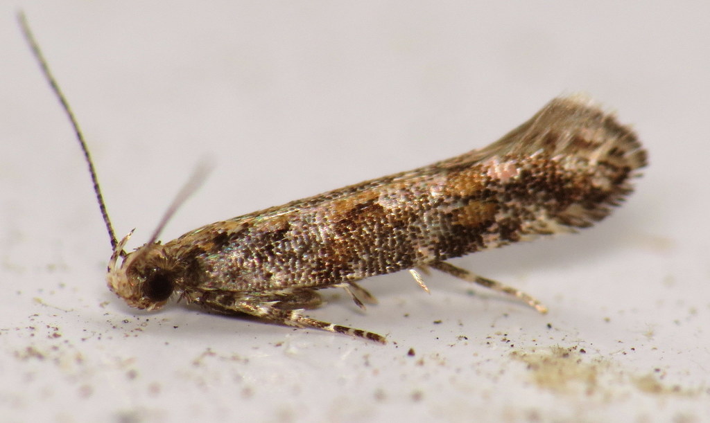 Ruby Aristotelia Moth
