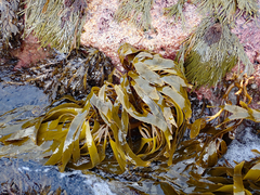 Lessonia tholiformis