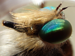 Promachus dimidiatus