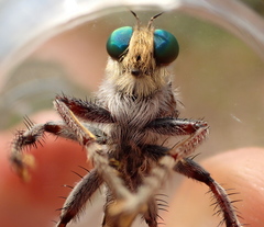 Promachus dimidiatus