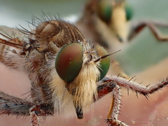 Promachus dimidiatus