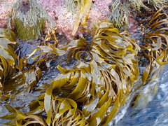 Lessonia tholiformis