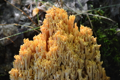 Ramaria formosa