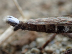 Promachus dimidiatus