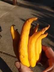 Citrus medica sarcodactylis