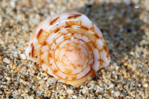 Conus striatus observed 2023-06-13