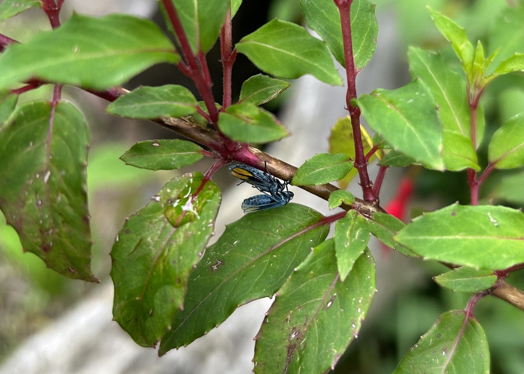 Trichogonia duplicaria