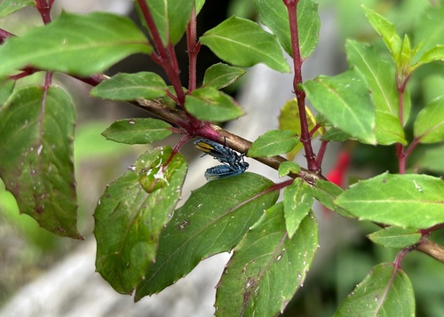 Trichogonia duplicaria