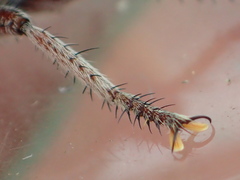 Promachus dimidiatus