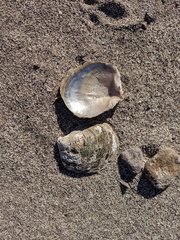 Pinctada mazatlanica