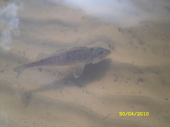 Don Ruffe photo 3