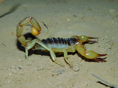 Hoffmannihadrurus aztecus