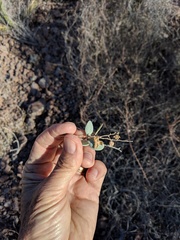 Stegnosperma halimifolium