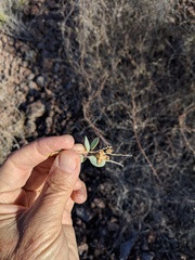 Stegnosperma halimifolium