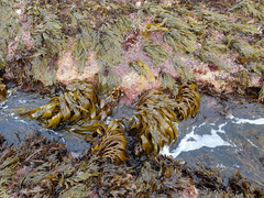 Lessonia tholiformis