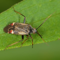 Polymerus