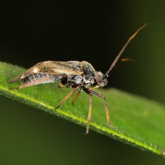 Polymerus