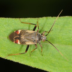 Polymerus
