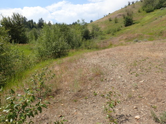 Promachus dimidiatus