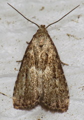 Hypenodes franclemonti