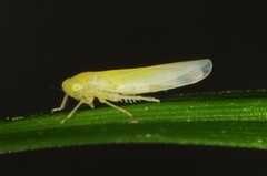 Forcipata