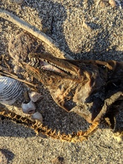 Gymnothorax castaneus