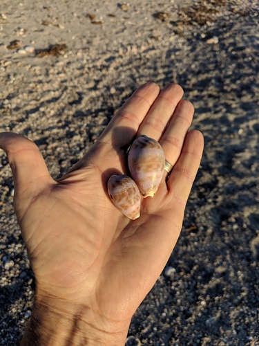 Annette's cowrie