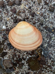 Megapitaria squalida