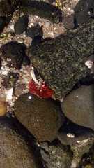 Anemonia alicemartinae