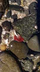 Anemonia alicemartinae