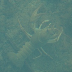 Pontastacus leptodactylus