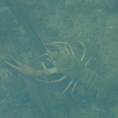 Pontastacus leptodactylus