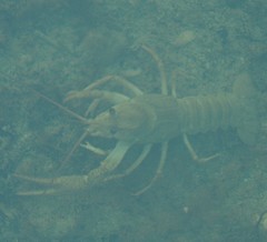 Pontastacus leptodactylus