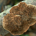 Gloeophyllum abietinum - Photo (c) Amadej Trnkoczy, some rights reserved (CC BY-NC-SA)