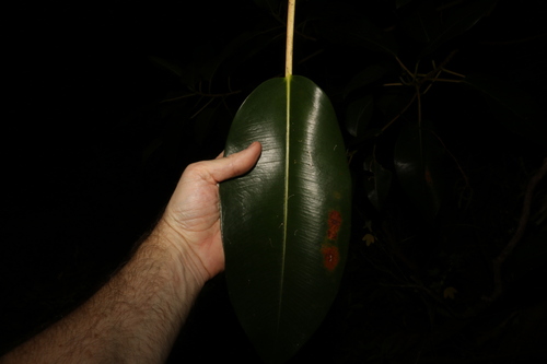 Ficus macrophylla