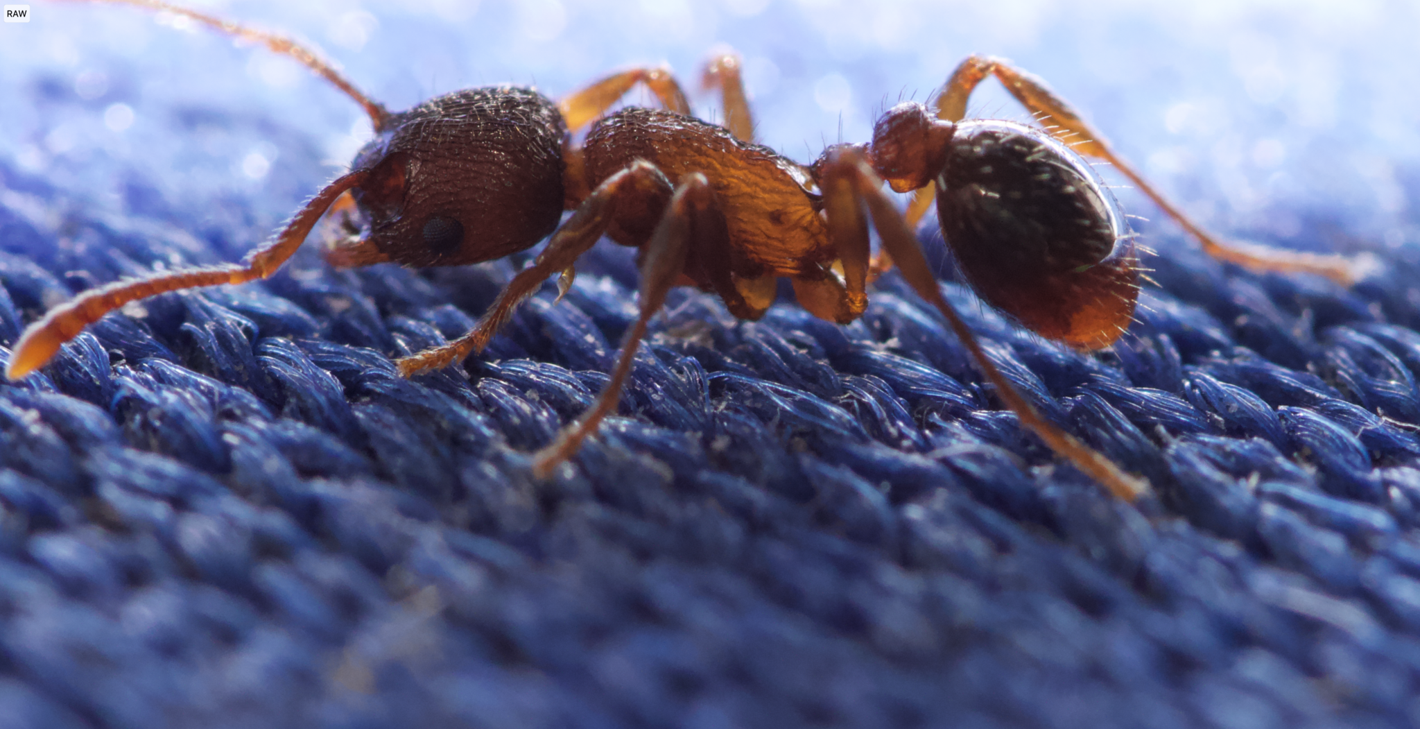 Myrmica fracticornis