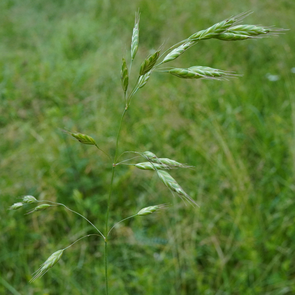 Meadow brome