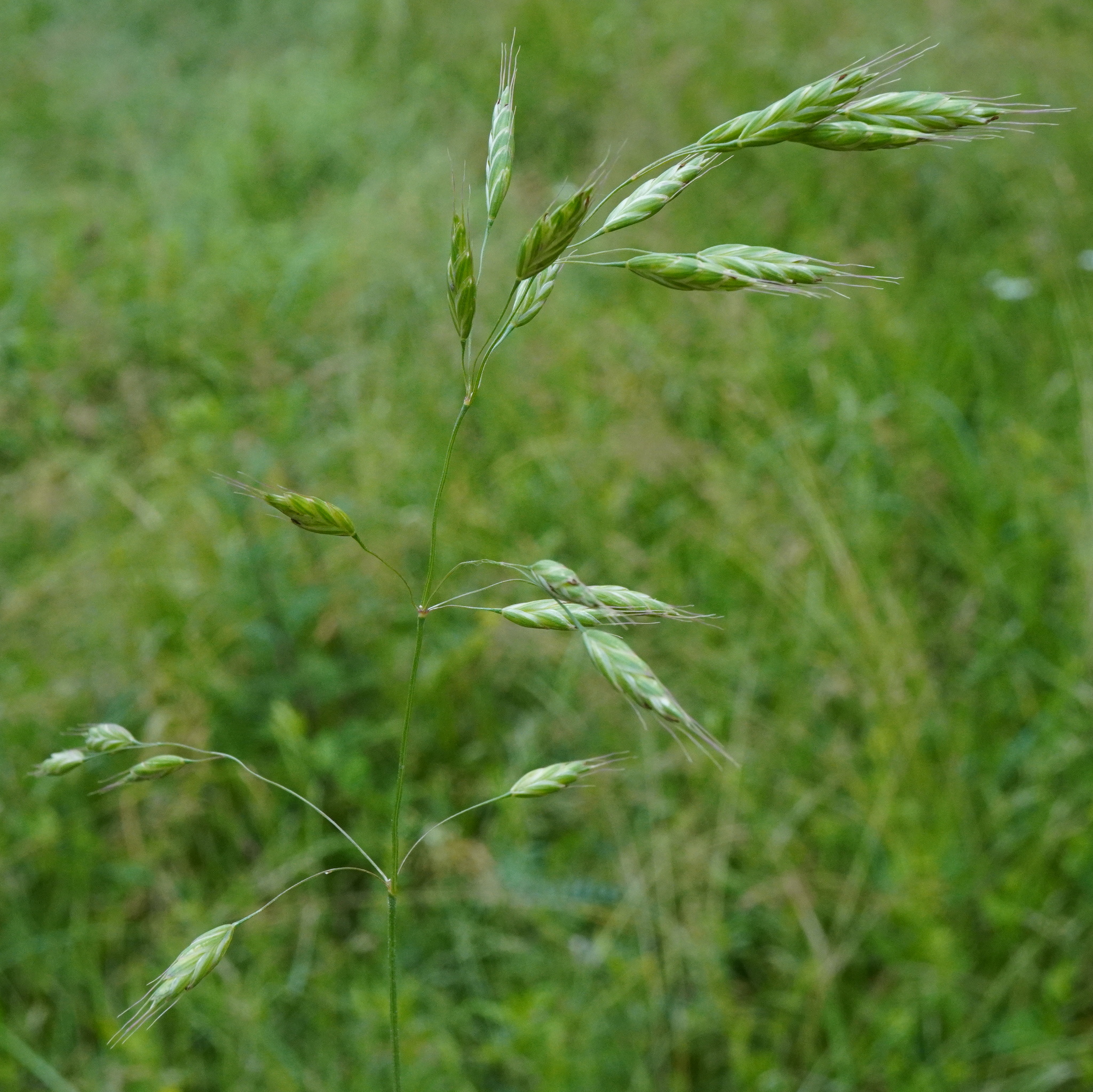 Bromus commutatus