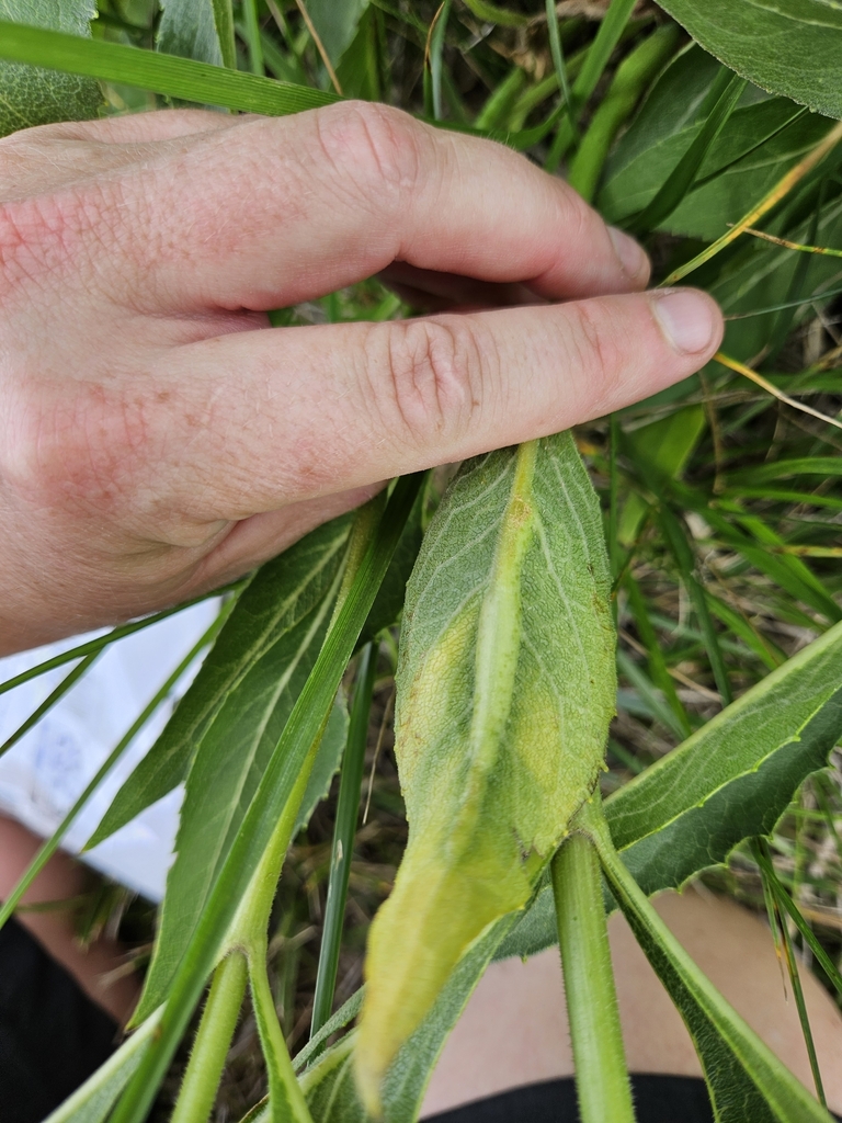 A leaf blister gall on whole-leaf rosinweed