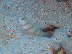 Amblyeleotris steinitzi